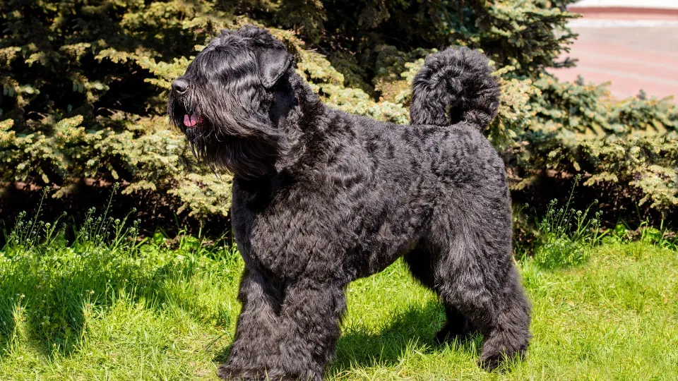 Bouvier Des Flandres